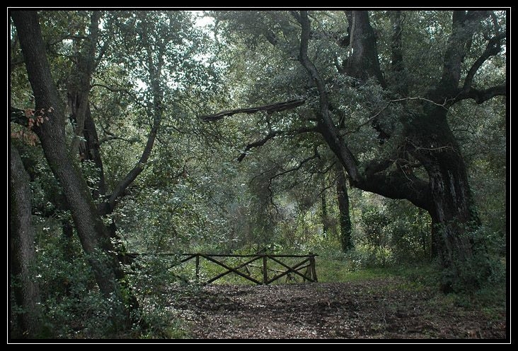 La Pineta di Castelfusano, la Via Severiana e la Villa di Plinio